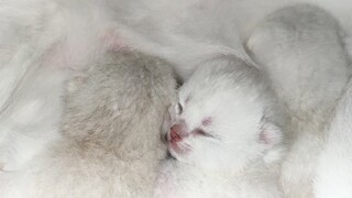 Mum, I want to eat! The Kittens fight for the food | Scottish fold cat Bonbon feeds her tiny kittens