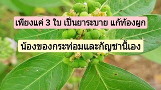เป็นวัชพืชที่รักษาฝีหนองภายในและภายนอก แก้ท้องผูกคล้ายกับใบกัญชา /โดยฮอยไทยอีสาน