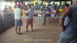2hits ulutan champion tupada