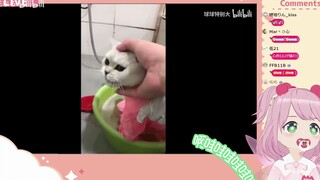 日本妖精看《啊↑哇↓哇↓哇↓哇→》