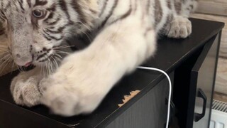 Still need a bucket to tame Tiger