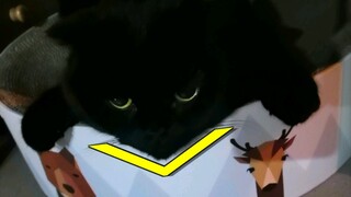 你是一只整容猫咪吗？