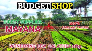 ANG MAYANA QUEEN NG SILANG CAVITE | DIRECT SUPPLIER NG SILANG | MURANG SUPPLIER NG HALAMAN