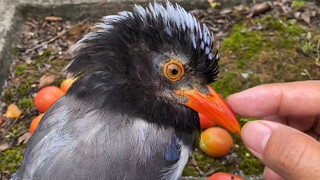 [Animal] A cute blue magpie, although scary to other birds