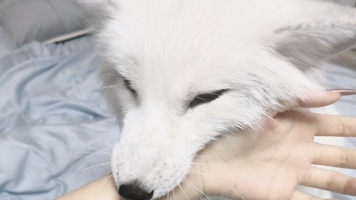 كيف يمكن أن تلتزم الثعلبة بأخلاق الرجال منذ صغرها وحتى كبرها؟!