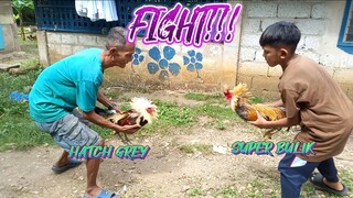 SUPER BULIK VS HATCH GREY NG KAPITBAHAY.  SPAR!!     JRP BACKYARD