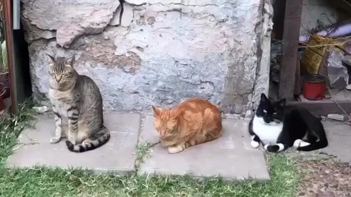 Yawning is contagious, and cats are no exception.