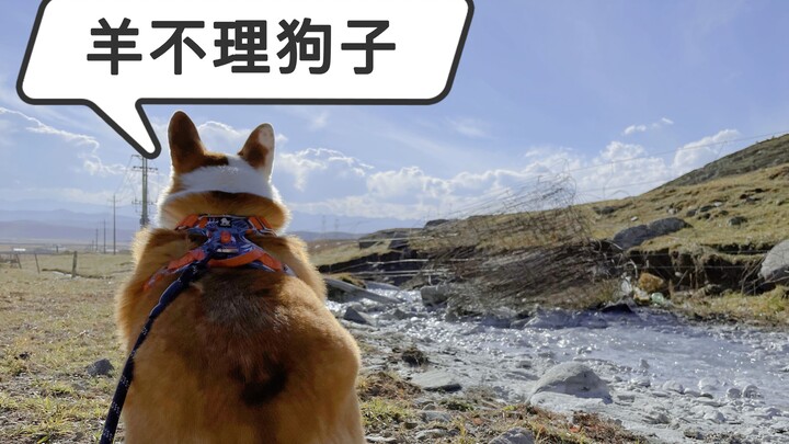 Keliling Tiongkok bersama anjing, si anjing tak sengaja bertemu kawanan domba tapi malah dijauhi