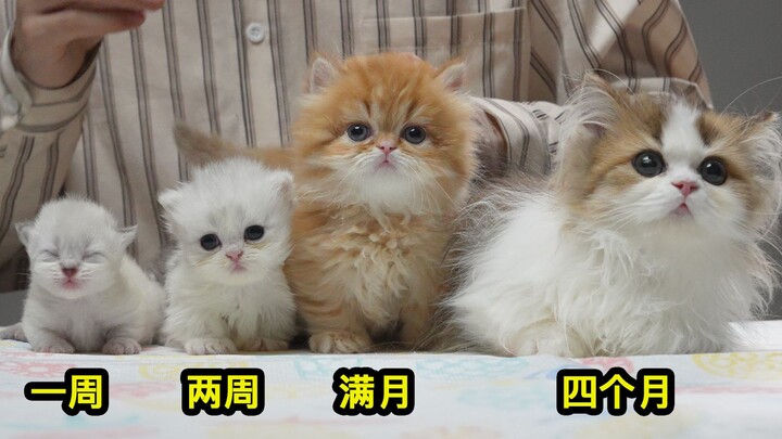 How big is the difference between the different stages of the Munchkin cat?