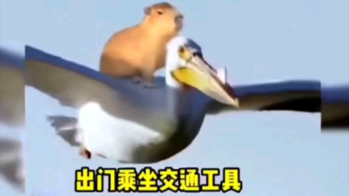 Aku benar-benar ragu sama kondisi mental capybara—belum mati berarti masih hidup, sudah mati ya suda