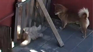 猫：给你5块钱 快删监控