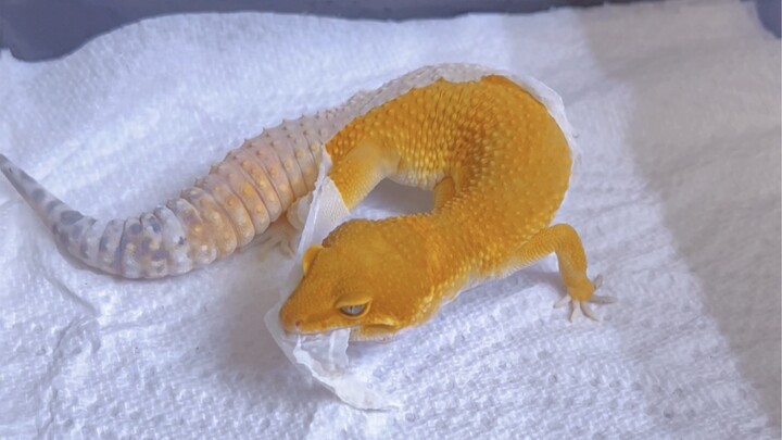 Oranges Turn into Ugly Oranges