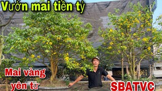Đột Nhập Vườn Hoa Mai Vàng Yên Tử Tiền Tỷ Của Sư Phụ Săn Bắt Ẩm Thực Vùng Cao