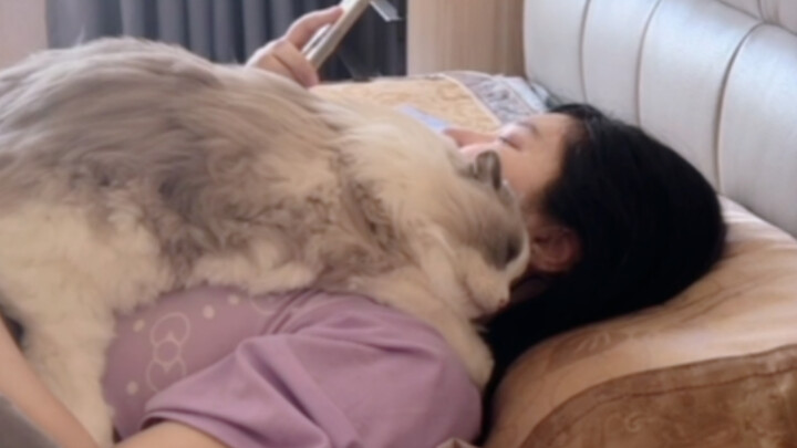 Đóng cửa nhốt mèo lại còn giận dỗi tôi! Bám chặt lấy tôi không chịu rời ra luôn rồi!