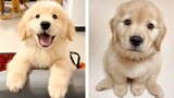 🐶 Funny and Cute Golden Puppies Videos That Will Change Your Mood For Good | Cute Puppies