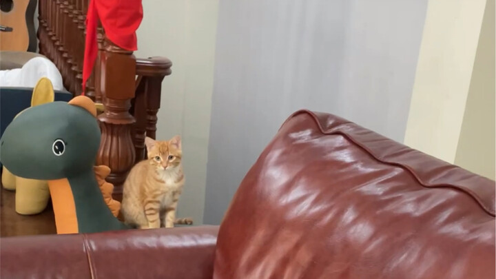 ไม่ต้องใช้ทูน่าสำหรับแมวแล้ว