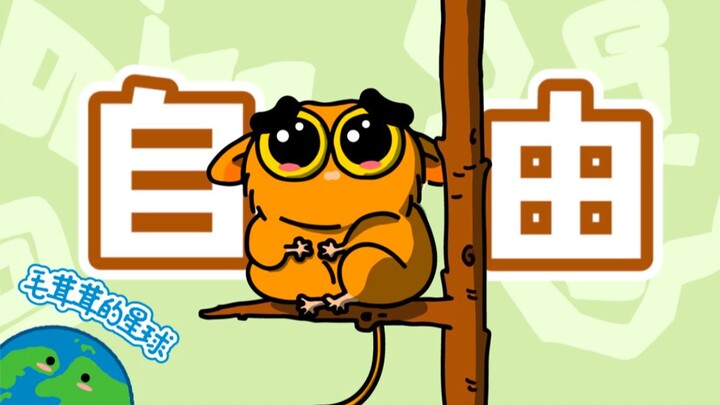 【قرد العينان الزجاجيتان】القرد الصغير المهدَّد بالانقراض الذي يُصاب بالهياج الشديد عند حبسه