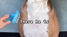 Video by Cute Pet Club (3)