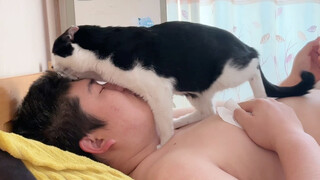 Perhatian saat memelihara kucing!!!!!