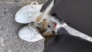 流浪小小猫也是很可爱