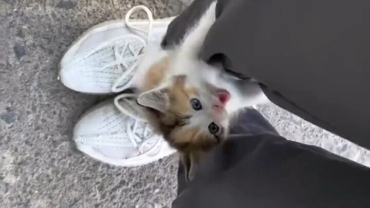 แมวน้อยเร่ร่อนก็น่ารักไม่เบาเลย