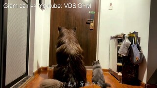 Lợi ích của việc nuôi 1 chú chó Alaska ngoan ngoãn