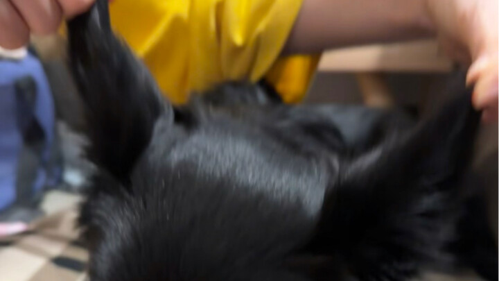 Vốn chỉ định xem nó vểnh tai thôi, ai ngờ…