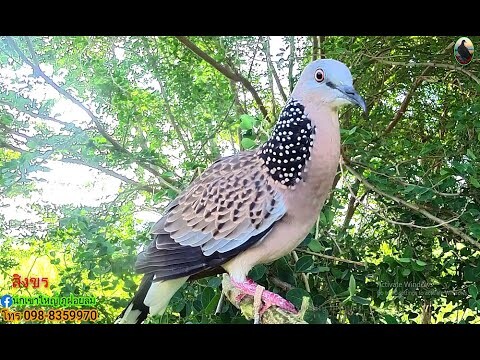 ต่อกาวนกเขาใหญ่นกต่อดุคูแหลก【เจ้าสิงรEP85】#Bẩy Chim Cu Gáy#burk terkukur pikat