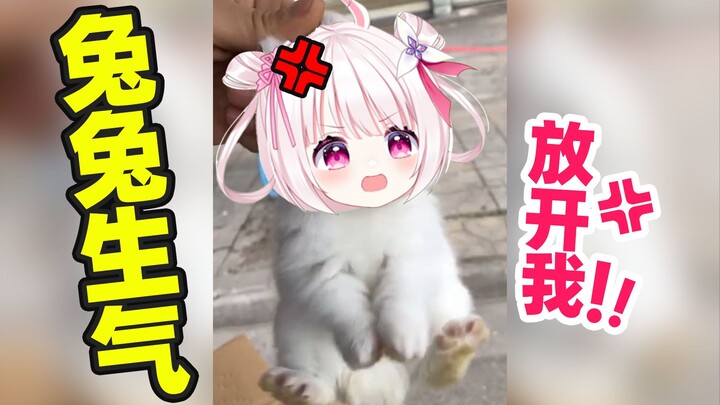 Thỏ sẽ rất tức giận nếu bị bắt!!!