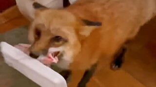 狐狐将俄罗斯大叔气成声呐 （（（（呐））））