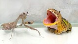 [Hewan Merayap] Proses kodok makan belalang, makan atau tidak?