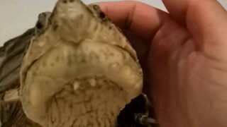 Tahun ini dia berusia lima tahun dan menjadi semakin manja.