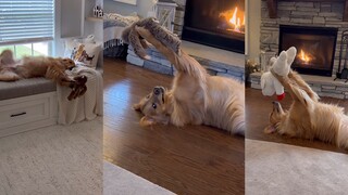 Anjing mulai memiliki perasaan terhadap mainannya~