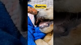 *ดูรวมคลิปเต็มกดลิงค์ด้านบน* ฝันหวาน #funny #reels #awesome #รวมคลิปตลก