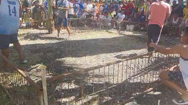 talo nasira ang laro nang manok Koh