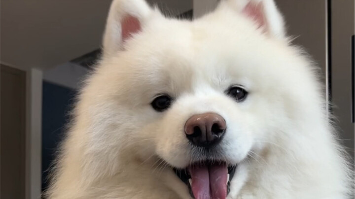 All you do every day is laugh like an idiot