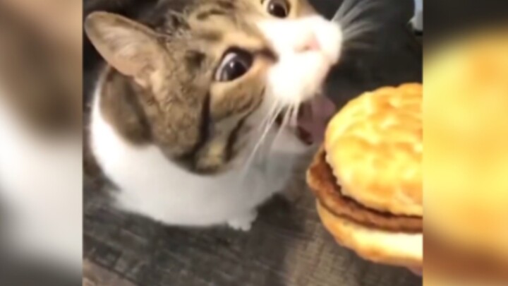 Kucing: Hampir saja! Tinggal satu detik lagi aku sudah mati kelaparan!