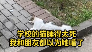 猫:好险！再醒晚点可能都被你埋了