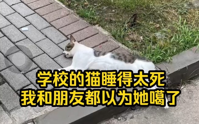 猫:好险！再醒晚点可能都被你埋了