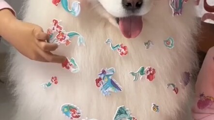 This world can't be without puppies.