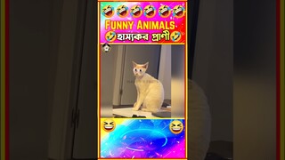 😂হাস্যকর প্রাণীদের দুষ্ট ভিডিও😁 Funny animals Bangla |  funny video #shorts