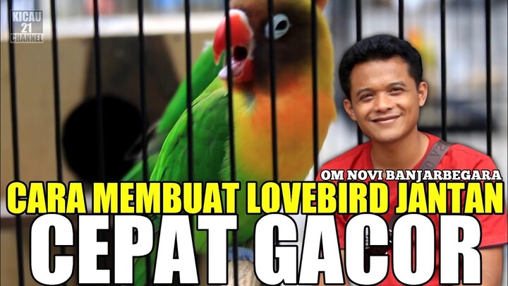 PENGGACORAN LOVEBIRD JANTAN || Om Novi Banjarnegara