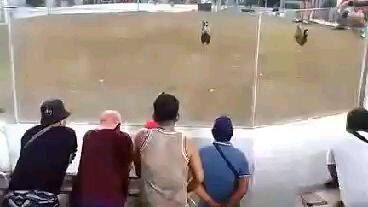 hatch grey 2x winner