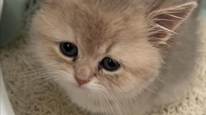 ลูกแมวโตขึ้นแล้ว กระบะทรายเดิมก็ไม่พอใช้สำหรับมันอีกต่อไป