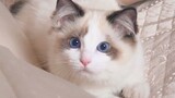 [Mèo cưng] Bố không đồng ý nuôi mèo mà vẫn mang về sẽ có hậu quả gì?