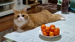 เสี่ยวจวีไม่มีส้มจวี