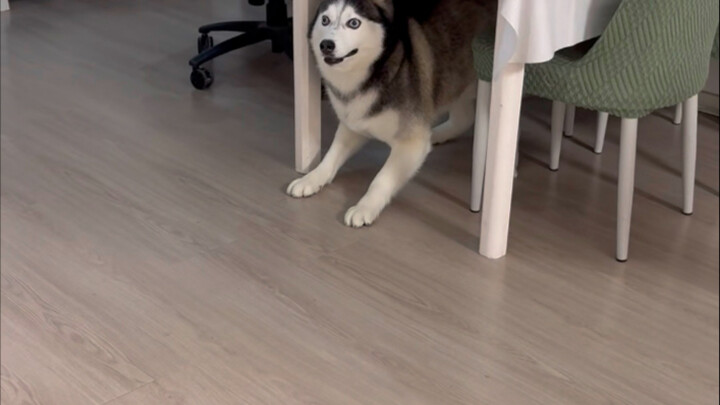 Xiao Qi wants to take the dog for a walk, but I’m holding him back and won’t let him go—hilarious!