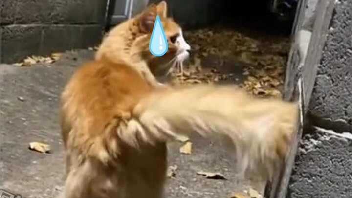 Oh no, I think I just touched the boss cat...