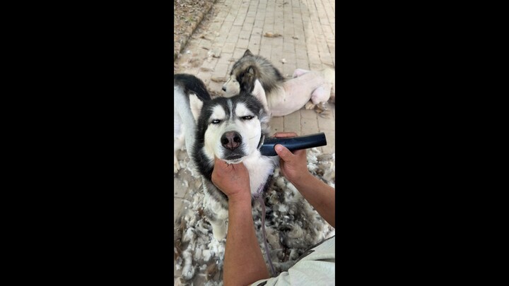 Regarding the fur-shedding incident at the dog farm in western Henan, to this day, my proudest achie
