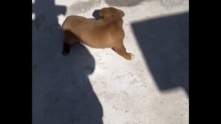 Anjing bodoh di rumah pacarku